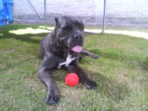 mi lugar favorito el jardin¡¡¡¡¡¡¡¡¡¡¡¡¡¡¡ con mi pelota favorita¡¡¡¡¡¡¡¡¡ mi lugar favorito el jardin¡¡¡¡¡¡¡¡¡¡¡¡¡¡¡ con mi pelota favorita¡¡¡¡¡¡¡¡¡
